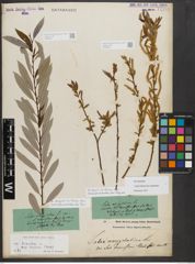Foto von Salix triandra subsp. amygdalina (L.) Schübl. & G. Martens